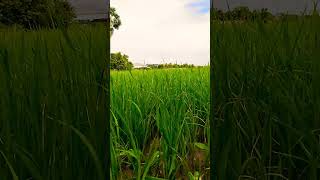 វាលស្រែប្រាំង Dry rice fields