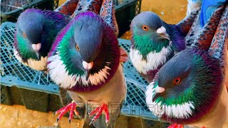 Amazing fancy pigeon varieties \u0026 Beautiful Fancy Pigeons: Best Breeds \u0026 Farm Footage Compilation 02