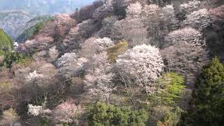 (4K)千本口駅を出る吉野大峯ケーブル　Yoshino-Omine Cable Car leaving Senbonguchi Station