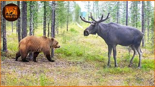 Most Terrifying Grizzly Bear Attacks Ever Recorded | Wild Animals