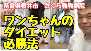 【奈良県　動物病院】欲しがりワンちゃんのダイエット法