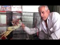 ask the parrot astrology india video