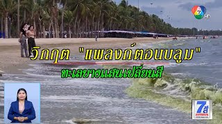 วิกฤต แพลงก์ตอนบลูม ทะเลบางแสนเปลี่ยนสี | Green Report