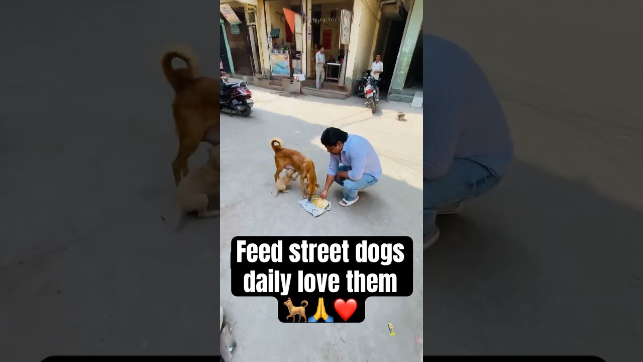 Removing Blood Clots With Vacuum ёяши тау Housepetscare