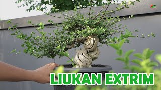 BUAT YANG CARI BONSAI SPEK KONTES, SINI MAMPIR