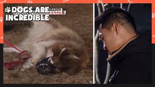 Janggun become fiercer Hyungwook won't back down (Dogs are incredible) | KBS WORLD TV 201223