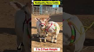 😍 1 To 2 feet height cattle😘 shortest cows breed #youtube #viral #reels #miniature #trend #youtube