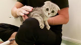 Kitten Lulu is so cute when she gets excited about her first bath!