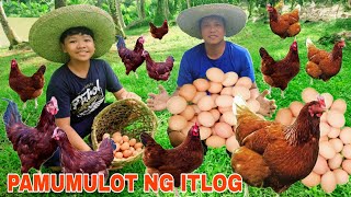 Dagsa itlog na manok...Harvest Time Pamumulot ng itlog  Kasama si Bunso