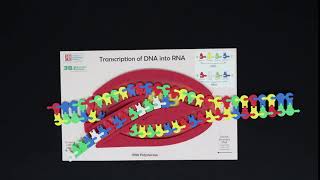 Transcription Stop Motion