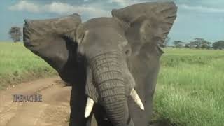 Elephant Chasing Lion Climbing On The Tree / Giraffe Fighting Lion