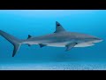 ocean animals 4k סרט נופי חיות בר עם מוזיקה מרגיעה