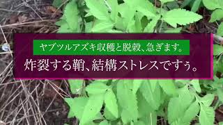 ヤブツルアズキ収穫と脱穀、急ぎます。