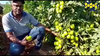 Tomate Da Vinci, o lançamento da Sakata, com frutos grandes da base ao ponteiro.