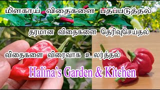 Chilli Seeds Collection | Hot Pepper Seeds | Nai Miris | மிளகாய் விதை | மிளகாய் செடி | விதை சேமிப்பு