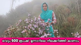 വെറും 500 രൂപക്ക് മൂന്നാറിലെ നീലക്കുറിഞ്ഞി കാണാം MUNNAR NEELAKURINJI