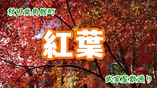 【秋田観光】角館武家屋敷通りの紅葉 Vol.115