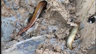 catching-eel | eel fishing -ជីកសត្វអន្ទង់