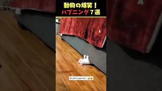 SNSで6.2億回バズった動物ハプニング動画7選！7Animal Happenings Videos That Got 620 Million Buzz on SNS!#shorts #犬#猫#動物