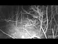 badger doing interior work 2 dachs beim innenausbau 2 wildkamera trailcam