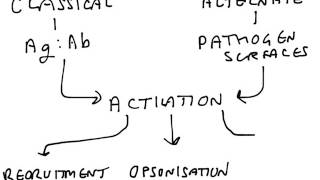 Complement and interferon   very basic