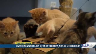 Lincoln nonprofit gives 10/11 nod to kittens, mother seeking homes