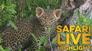 Little leopard learning valuable life skills with mom!