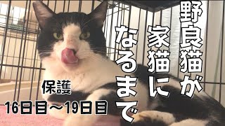 #5【保護16日目～19日目】勇気を出して凶暴猫を抱いてみた