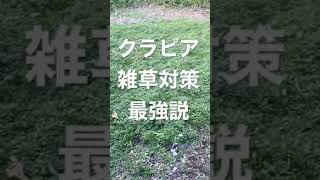 クラピア雑草対策したところと、手入れしてないところの差は、歴然！これを見てもあなたは、除草剤撒き続ける？