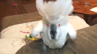 Super Vocal Birds | Funny Bird Video Compilation 2020