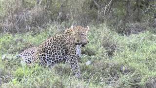 Leopards at Sabi Sabi