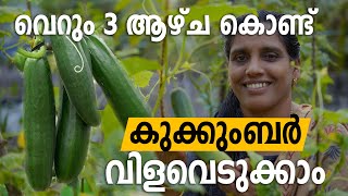 Cucumber Krishi in Malayalam | കുക്കുംബർ കൃഷി പൊടിപൊടിക്കാൻ ഇങ്ങനെ ചെയ്യു | Minis Lifestyle