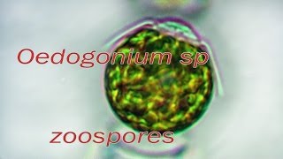 Oedogonium  zoospores release