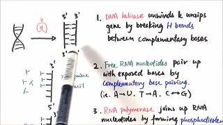 AS Biology - Transcription (OCR A Chapter 3.10)