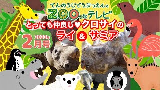 第8回てんのうじどうぶつえんのZOOっとテレビ ｜ 公式HPでプレゼント企画実施中！ 天王寺動物園｜2023 2月5日放送