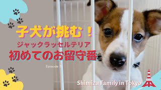 【子犬初めてのお留守番】鳴き声止まらない？それともぐっすり寝る？【ジャックラッセルテリアのマシュー君】