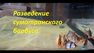 Разведение суматранского барбуса 1 часть. Spawning tiger barbus.