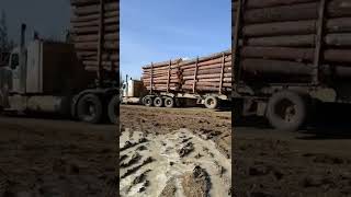 Logger coming into the yard￼!#Logging!#shorts