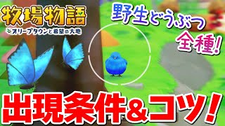 【牧場物語】意外と簡単！青い鳥やモルフォチョウなど全21種の野生動物の出現条件【オリーブ゙タウンと希望の大地】