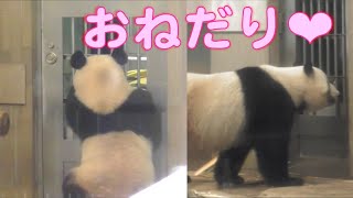 8/8シャンシャンもシンシンもおねだり中❤上野動物園【パンダ生活チャンネル】