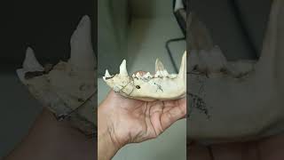 Interdental wiring in Lower jaw fracture in Dog