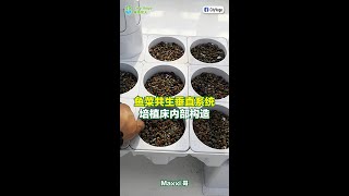 【City Vege 城市農人】魚菜共生垂直系統 / 培植床內部構造 #shorts