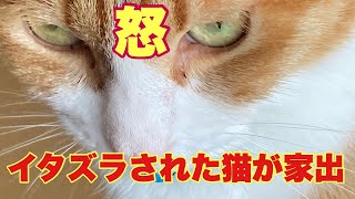 A cat running away from home! Japanese cat Tora-chan!  cat's live in the countryside of Japan！