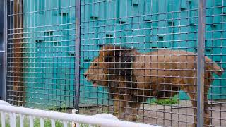 2022.7.22 15:34 釧路市動物園 ライオン 🦁アキラ④とゆうひの呼応