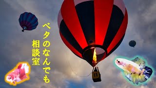 新着ベタ撮影中！ベタの何でも相談室別館2021年1月25日