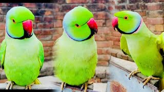 Mithu Mithu talking parrot video | Ringneck parrot | Green parrot talking🦜