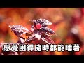 我終於懷孕了，老公卻反應平淡，聽見他和婆婆的悄悄話後，老公拒絕了六次 我徹底傻眼了 小说 情感 自在人生