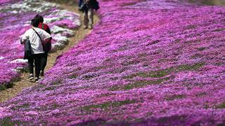 《4K》 2019年大空町　芝桜公園　4K CANON 5DMarkⅣ 5DMarkⅢ