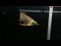 Arowana Golden In Black Tank