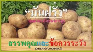 มันฝรั่ง : สรรพคุณและข้อควรระวัง